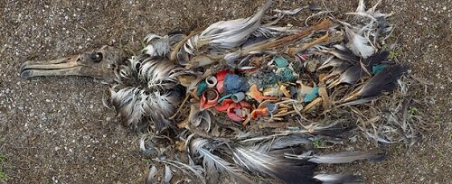 птица погибшая от мусора