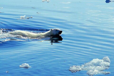 северный ледовитый океан