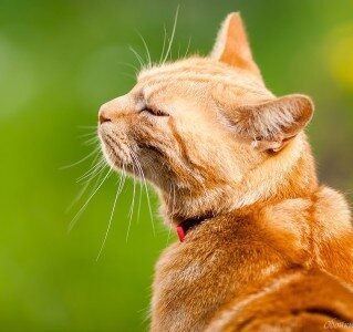 факты о котах