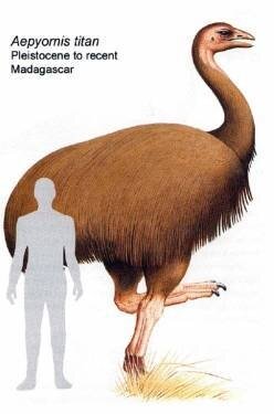 самая крупная птица фото