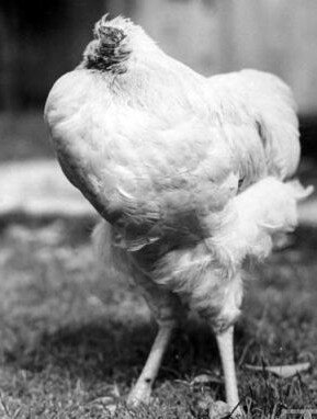 Курица живущая без головы фото