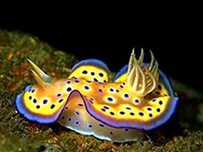 интересные факты о морских моллюсках