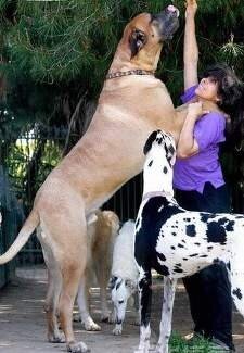 самая большая собака в мире наибольная собака в мире