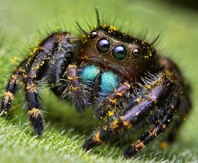 Пауки фото факты интересное о пауках