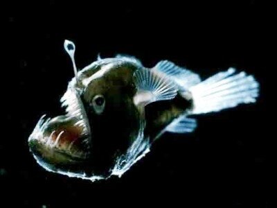 глубоководные рыбы