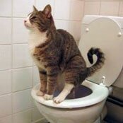 кот на унитазе фото