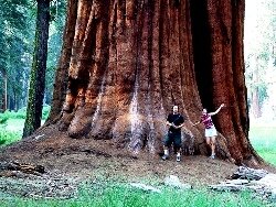 Самые старые деревья в мире гигинтские секвои самые большие в мире