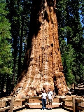 Самое большой дерево в мире генерал шерман самое большое дерево