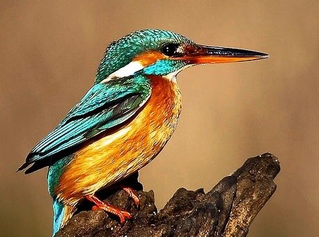 интересные факты о птицах факты птицы