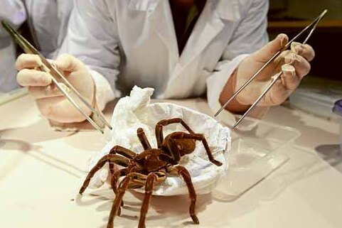 Большой паук фото