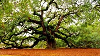причудливое дерево фото странные деревья