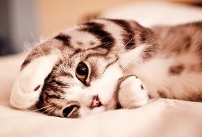 забавные фото кошек