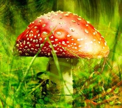 факты о грибах интересные факты о грибах