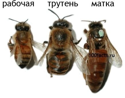 фото матки трутня и рабочей пчелы