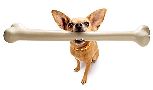 Собака с костью в зубах Смешная собака