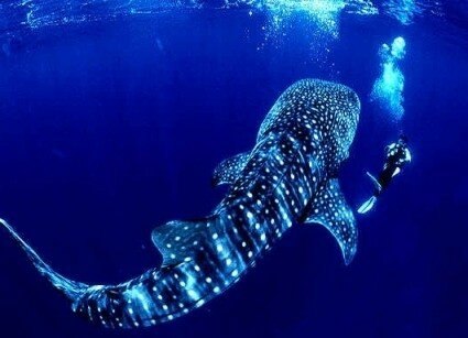 китовая акула фото