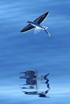 летучая рыба фото факты рыба летяга фото