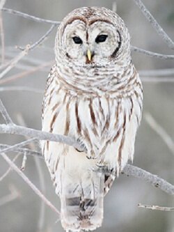Белая сова