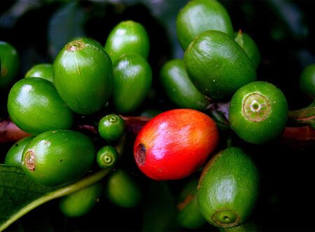Кофе плоды