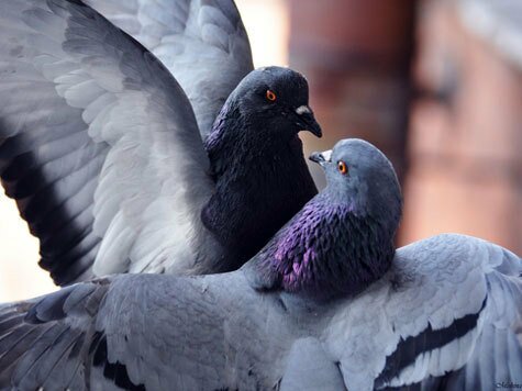 любовь и голуби