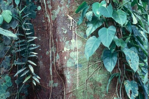 «молочная соска»