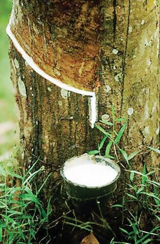 «молочная соска» - молочное дерево