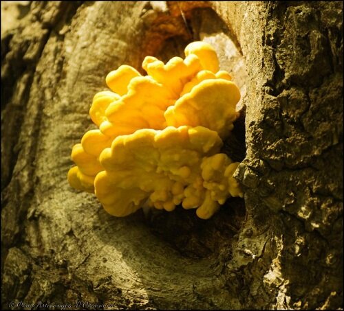 Трутовик серо-желтый