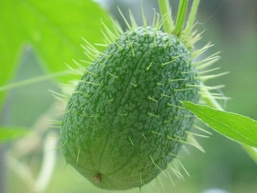 бешенный огурец