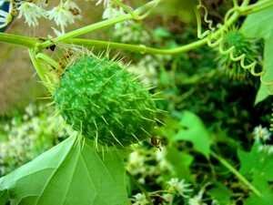 бешенный огурец - удивительное растение