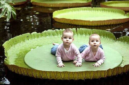 виктория - кувшинковое растение