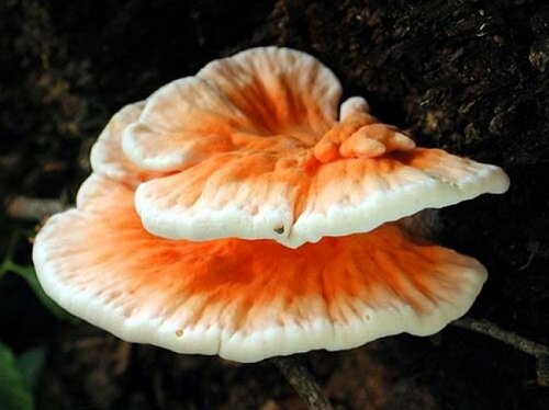 гриб по вкусу как курица