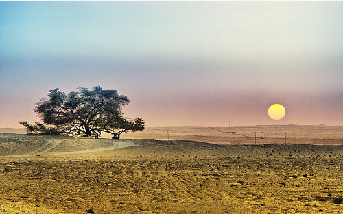 дерево жизни