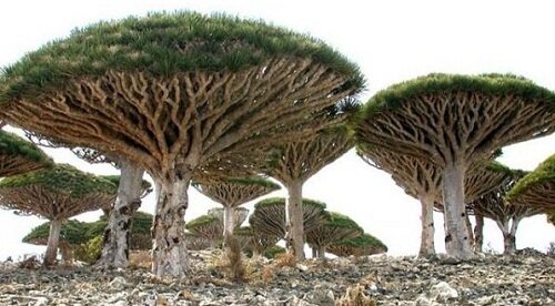 драконовое дерево