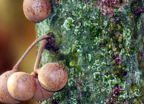 кеппел - растение с запахом фиалки