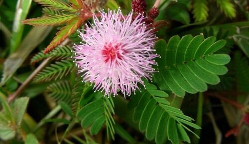 мимоза стыдливая - самое чувствительное растение