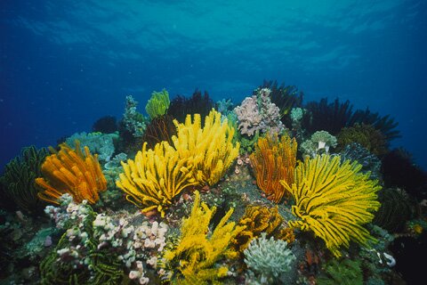 морские водоросли