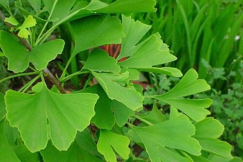 новозеландское крапивное дерево