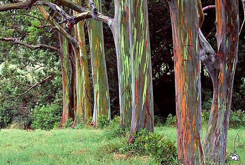 радужный эвкалипт