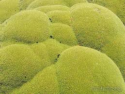 ярета - странное растение