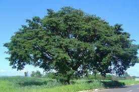 Copaifera langsdorffii