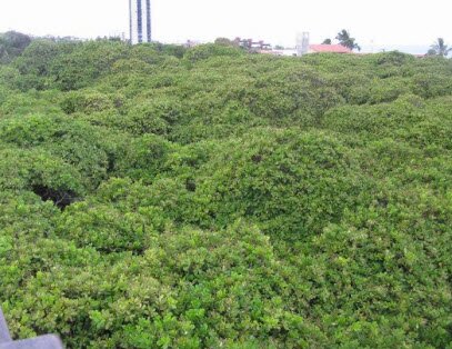 дерево кешью Пиранжи