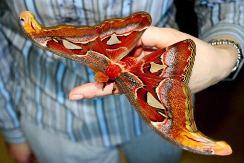 Самая крупная бабочка мира