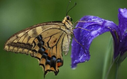 бабочка и ирис