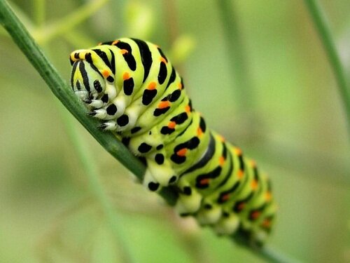 гусеница бабочки