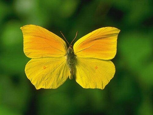 капустница желтая