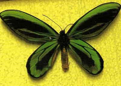 парусник (птицекрыл)