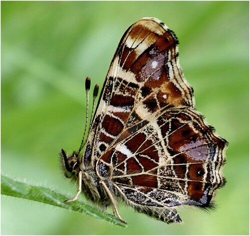 атласкнязь