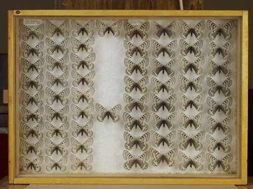 коллекция бабочек1