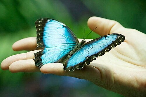 голубая бабочка