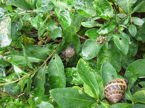 садовые улитки